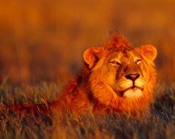 lion in Ethiopian safari