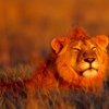 lion in Ethiopian safari