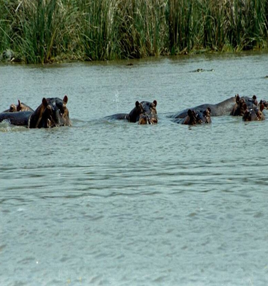 Hippos in Omo