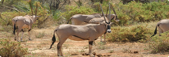 awash oryx top